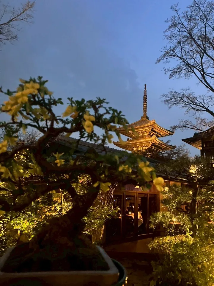 夜の京都・八坂の塔と金雀花