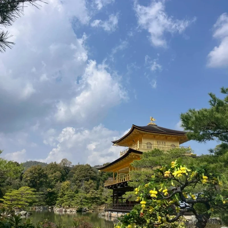 金閣寺を背景にした金雀花の盆栽