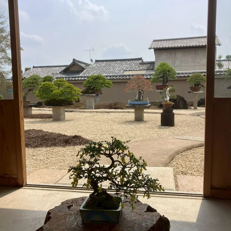 盆栽園に飾られた金雀花